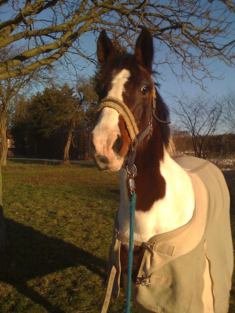 Anden særlig race Liverpool billede 9