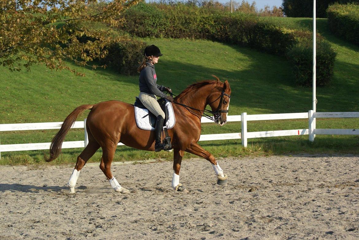 Trakehner Dicaprio (Femi) billede 2