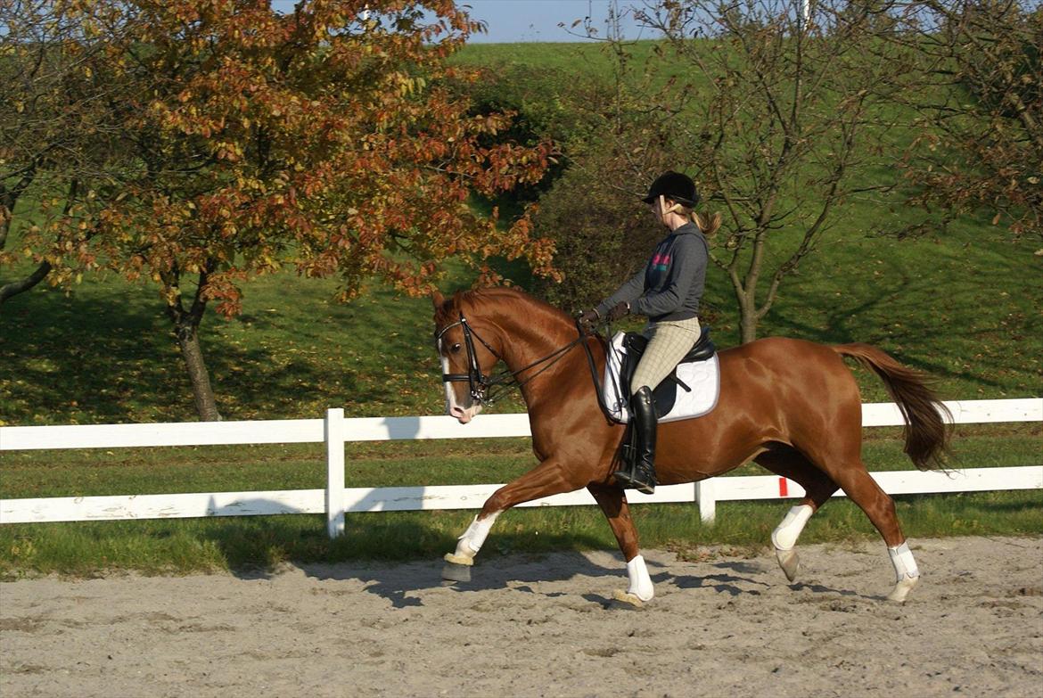 Trakehner Dicaprio (Femi) billede 3