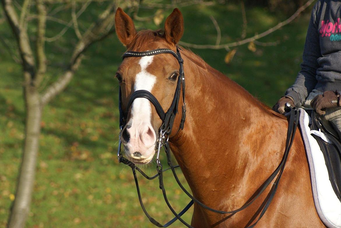 Trakehner Dicaprio (Femi) billede 4