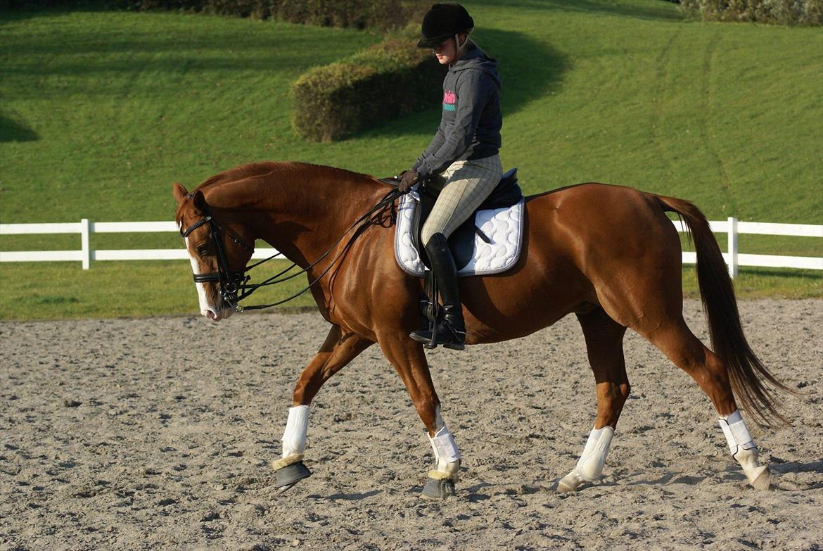 Trakehner Dicaprio (Femi) billede 5
