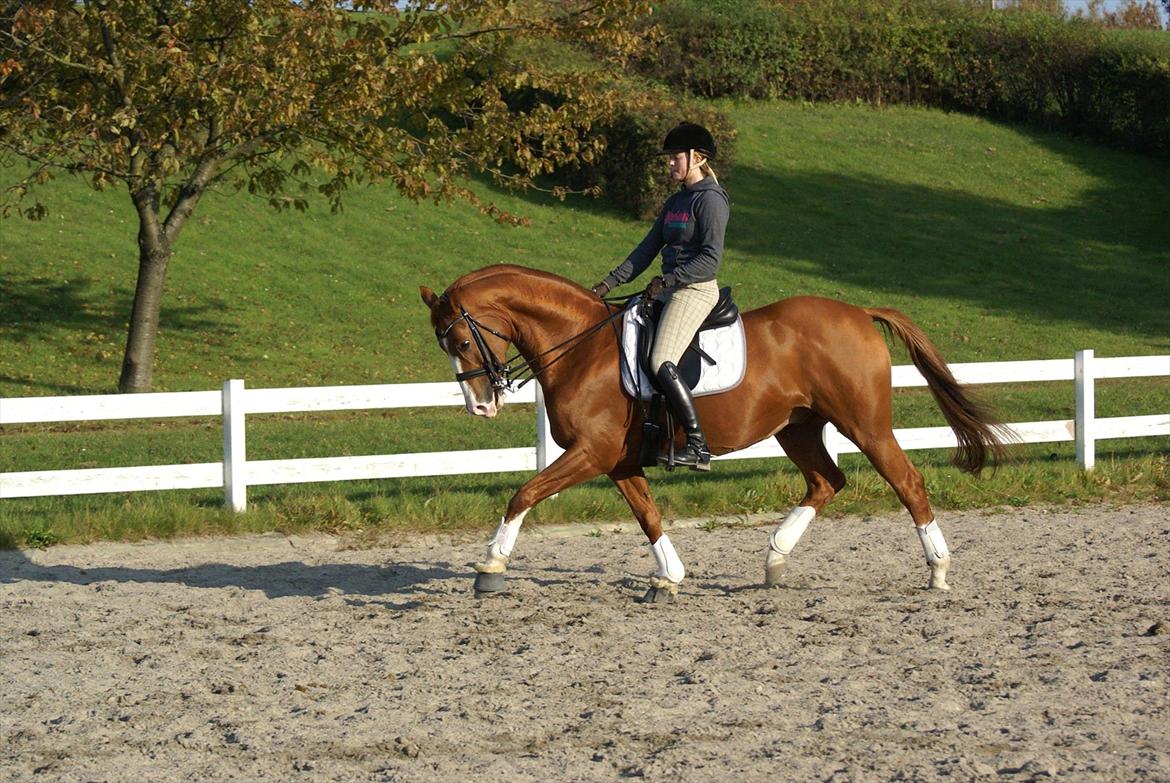 Trakehner Dicaprio (Femi) billede 6
