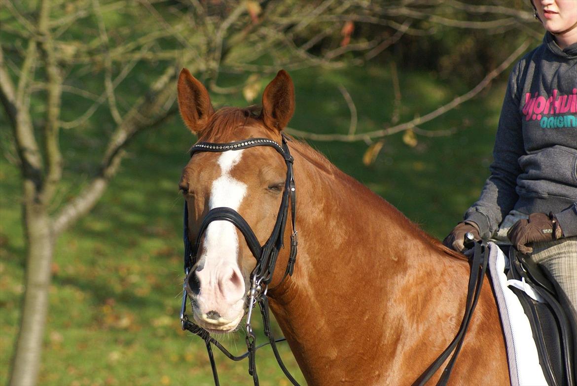 Trakehner Dicaprio (Femi) billede 7
