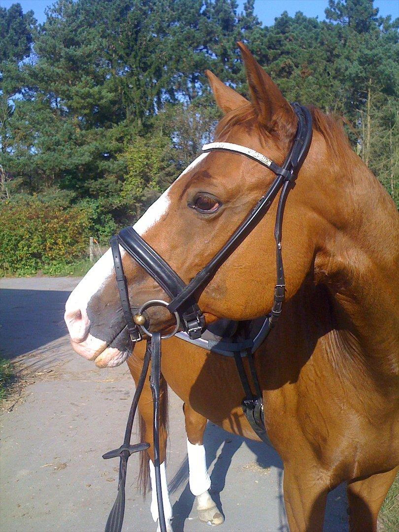 Trakehner Dicaprio (Femi) billede 8