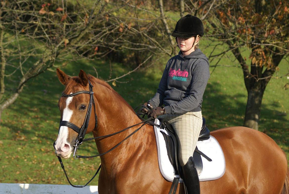 Trakehner Dicaprio (Femi) billede 9