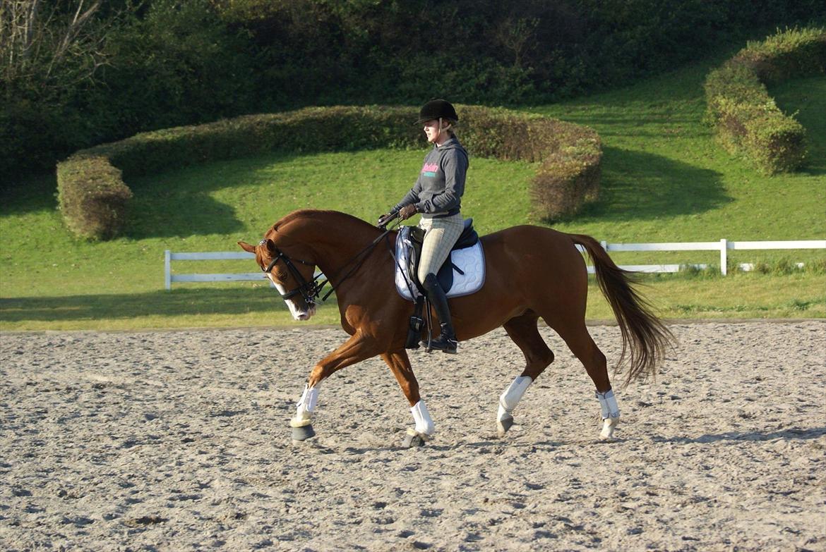 Trakehner Dicaprio (Femi) billede 10
