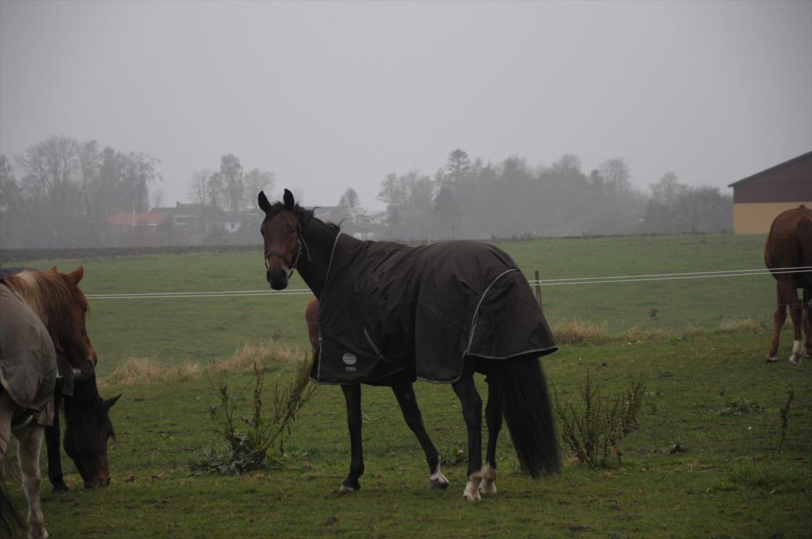 Hannoveraner Rufina billede 3