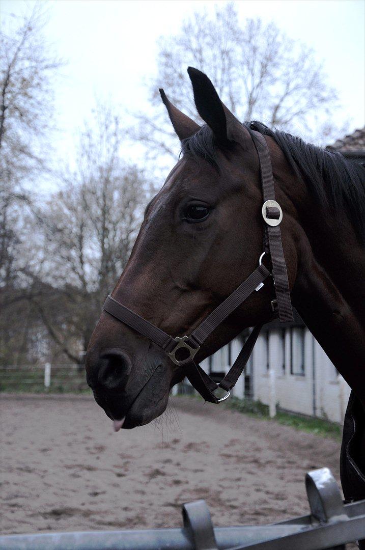 Hannoveraner Rufina billede 4