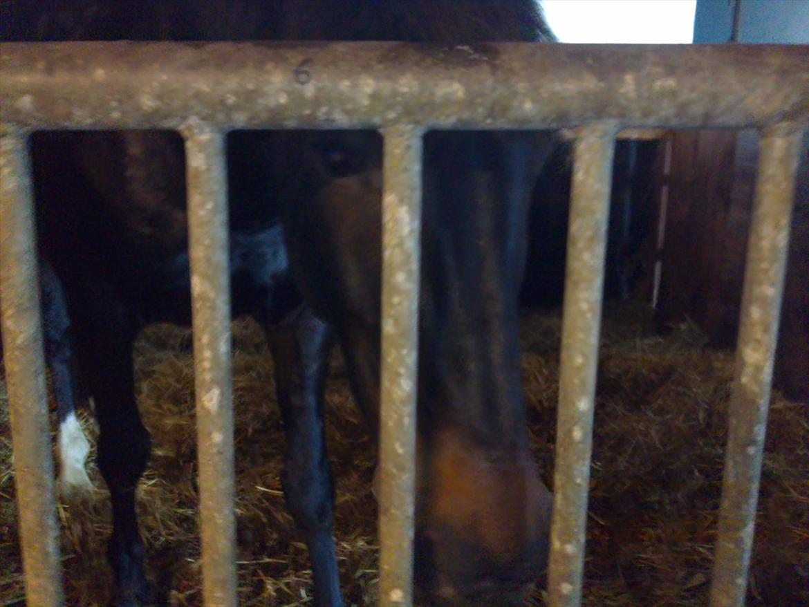 Oldenborg Pedro (min mors) - Pedro i boksen:-)<3 billede 2