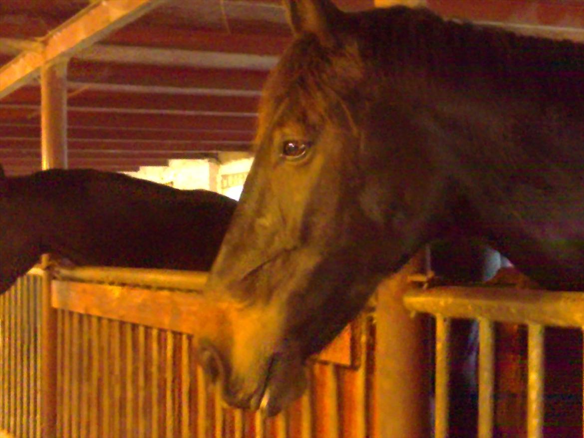 Oldenborg Pedro (min mors) - Smukke Pedro billede 3