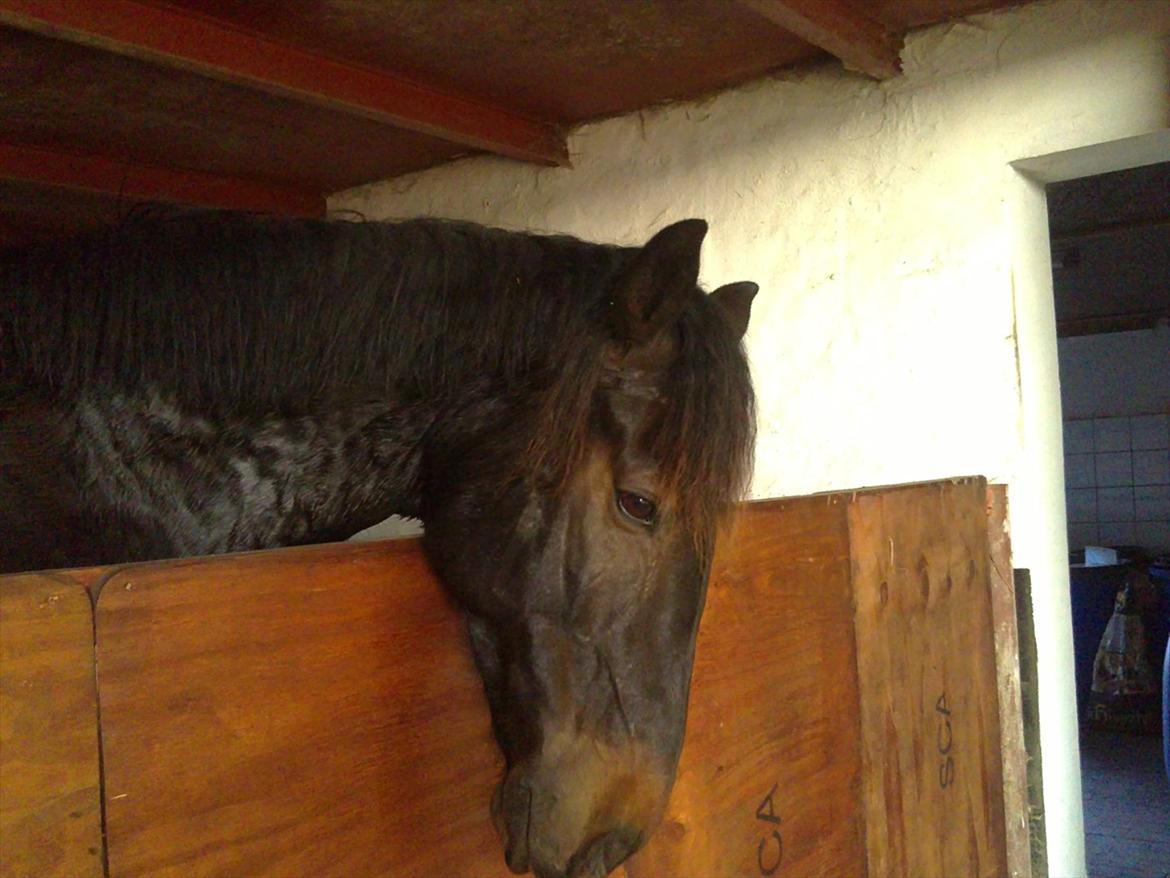 Oldenborg Pedro (min mors) - Jeg vil ha´ min mad!!!:-)
Foto: Miiiiig:-)<3 billede 4