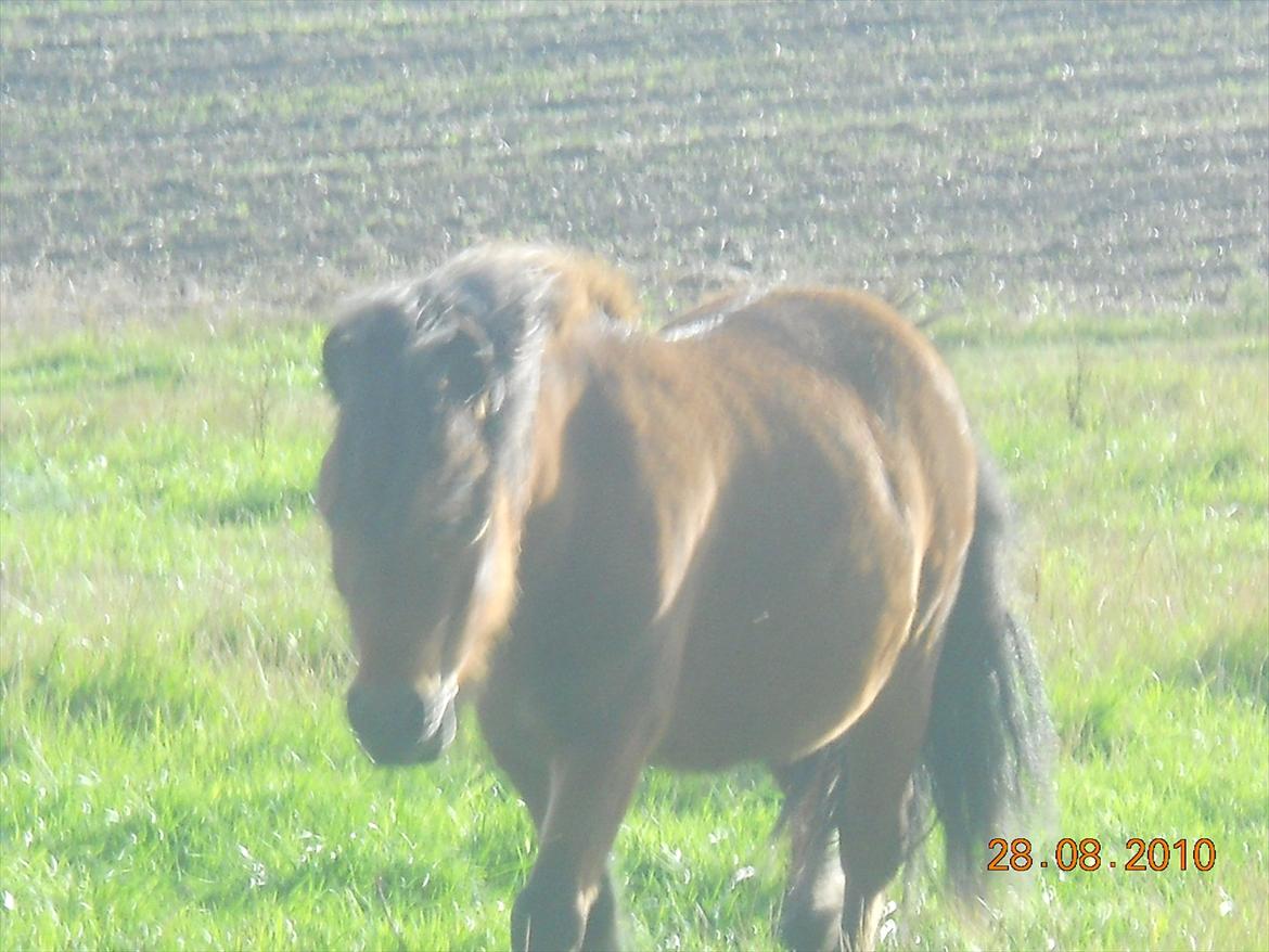 Shetlænder Spivrit<3 - 4) nyt fra sommers billede 4