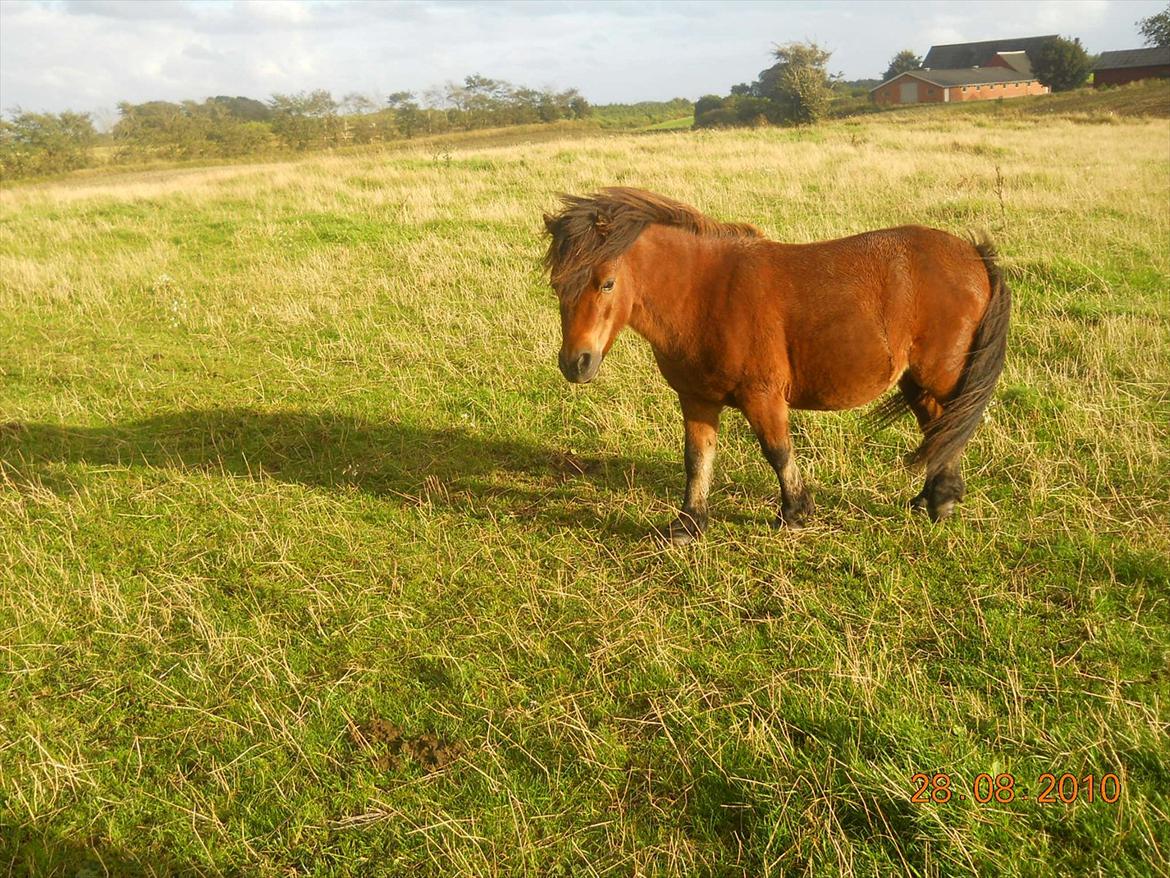 Shetlænder Spivrit<3 - 7) nyr fra sommers billede 7
