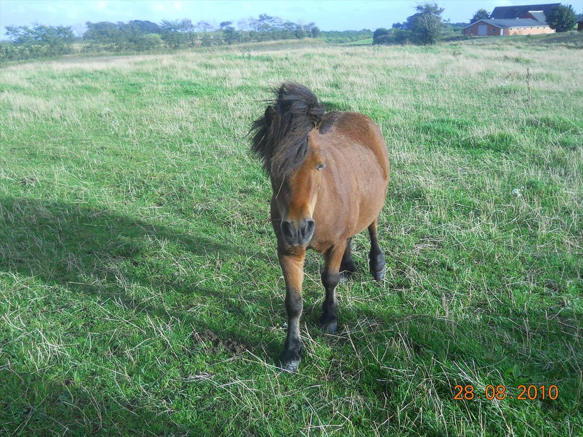 Shetlænder Spivrit<3 - 12) billede 12