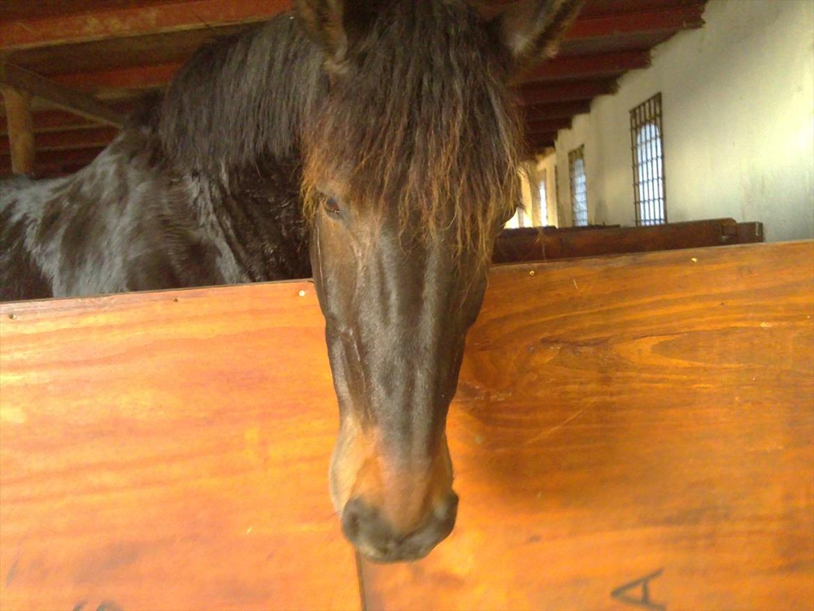 Oldenborg Pedro (min mors) - Er jeg ikke bare sød?:-) billede 5