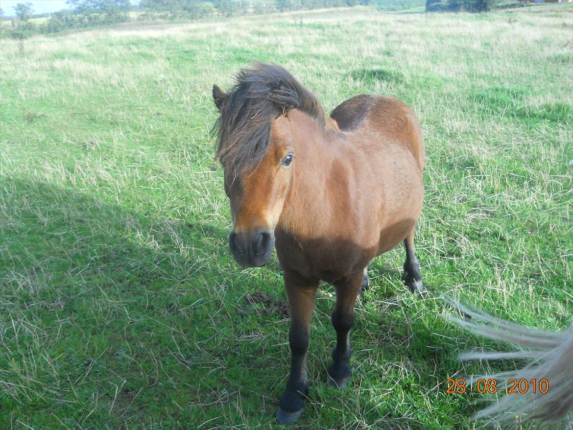 Shetlænder Spivrit<3 - 11) nyt fra sommers billede 11