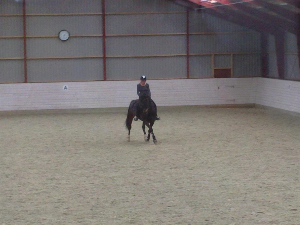 Oldenborg Pedro (min mors) - Mor på Pedro i en schenkelvignng:-D<3 billede 6