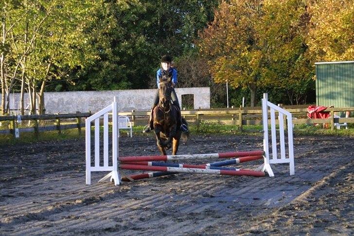 Anden særlig race Chago junior billede 20