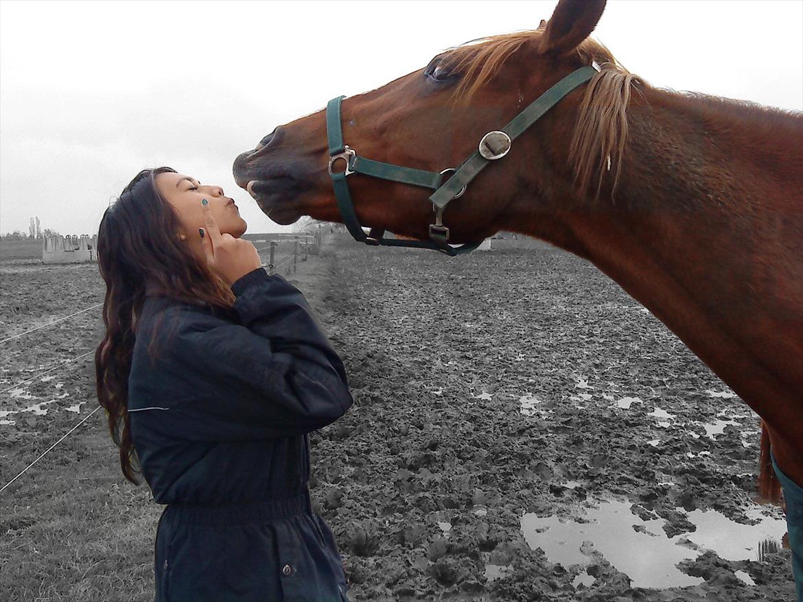 Hollandsk Varmblod ¨˜”°º• Rosa•º°”˜¨ Elsket & savnet. - One kiss to make me love you, and a thousand more to let you go. billede 20