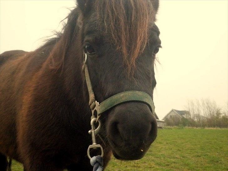 Shetlænder - Nico billede 10