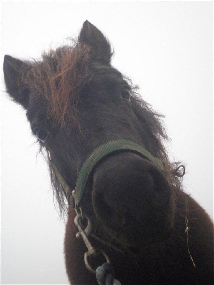 Shetlænder - Nico billede 1