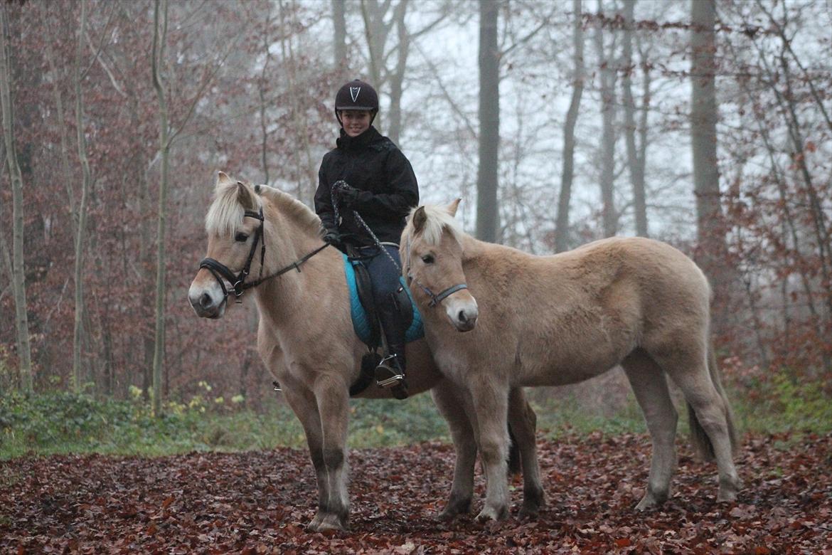 Fjordhest Lamhaves Confetti - Fetti med sin mor og ejer i skoven.
Han er 139 høj som 1½'års. (-:
Foto: Mig selv. billede 19