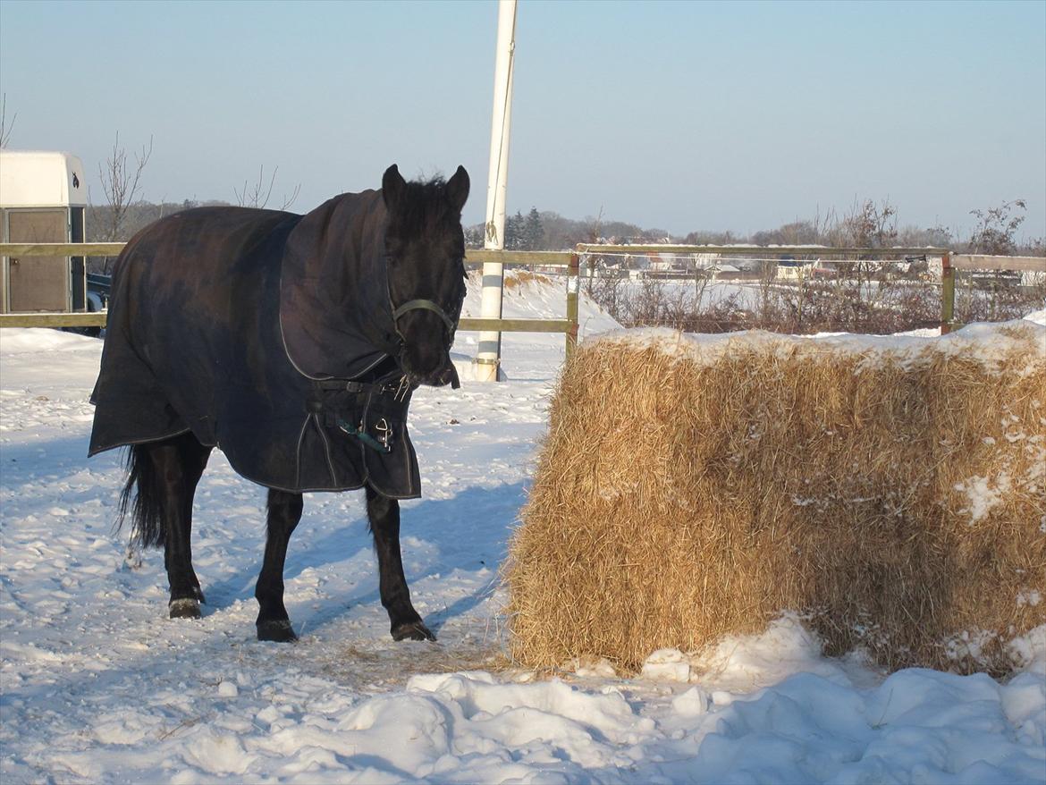 Anden særlig race Garnis - Fold hygge <3
December 2010 <3 billede 9