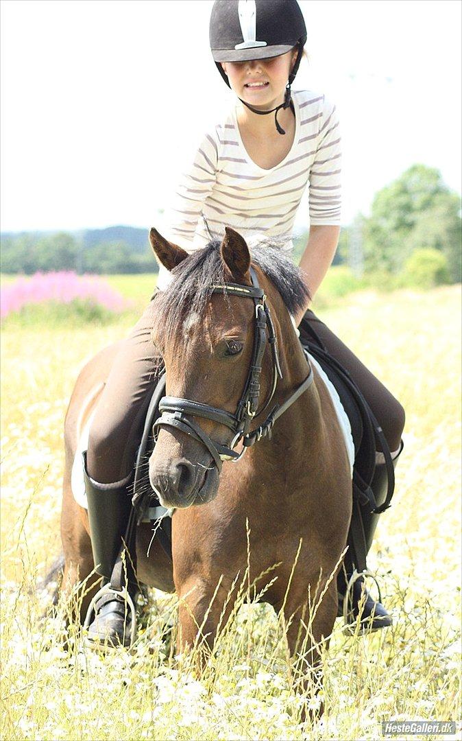 Welsh Pony (sec B) Låddenhøjs Misty. - Velkommen til Misty's profil, dejlige pony :-) Foto: Mia Jørgensen. billede 1