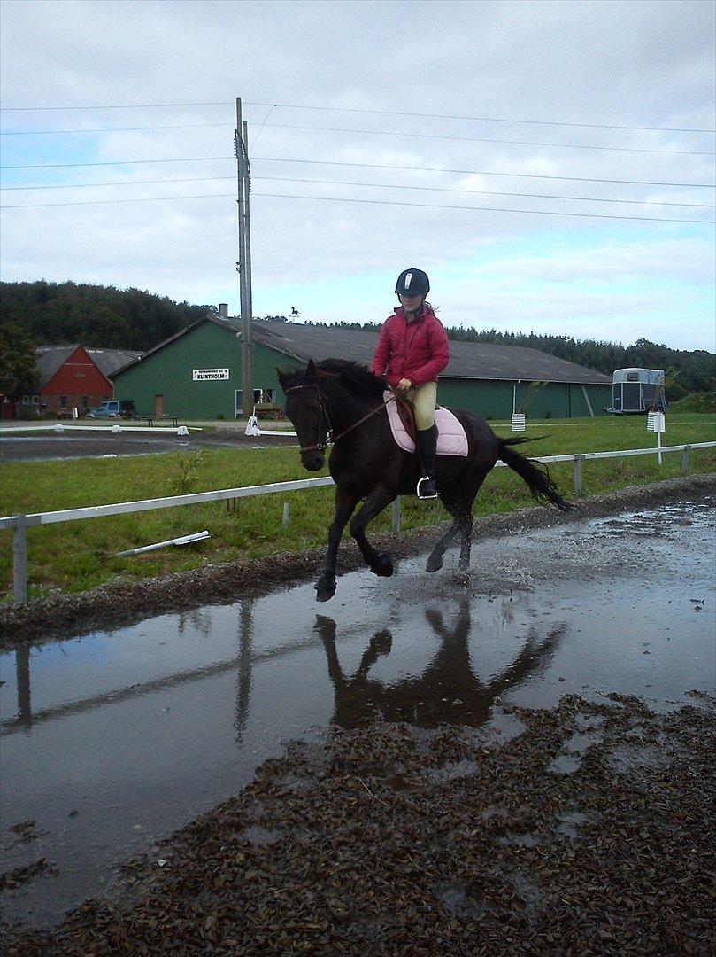 Anden særlig race Garnis - Træning i dressur, på ''vand'' mark <3
Oktober 2011 <3 billede 2