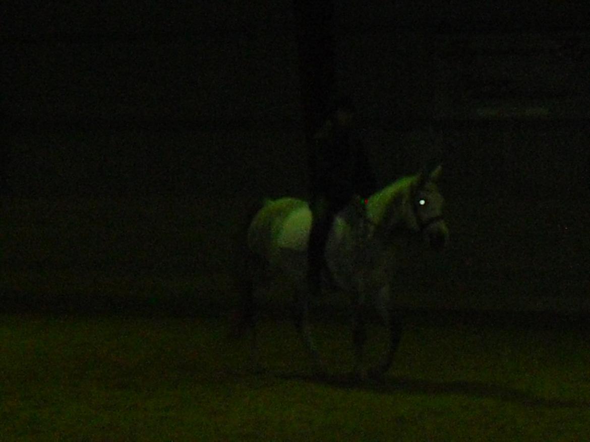 Arabisk fuldblod (OX) Dalicio OX - Første gang jeg red ham uden fører billede 18