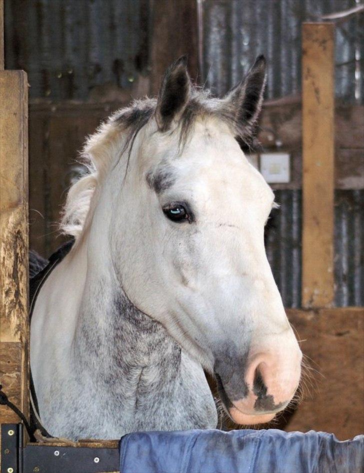 Anden særlig race smallwells sandy sapphire billede 1