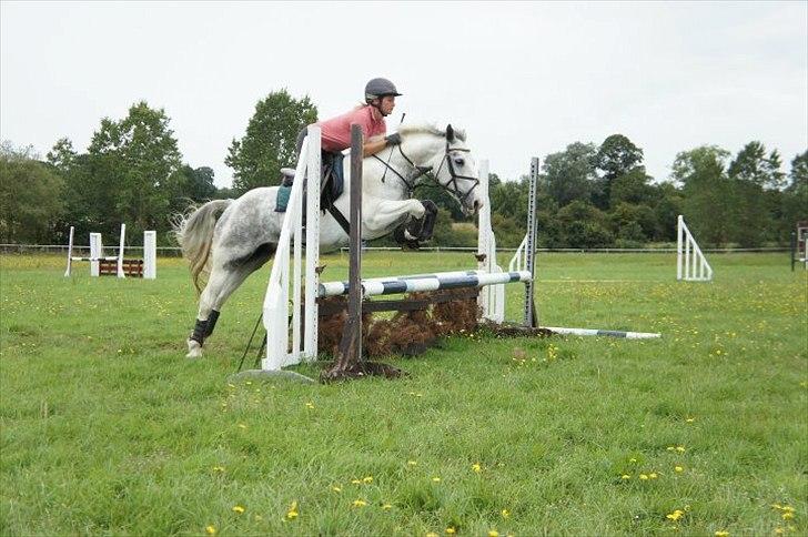 Anden særlig race smallwells sandy sapphire - springning i england billede 5