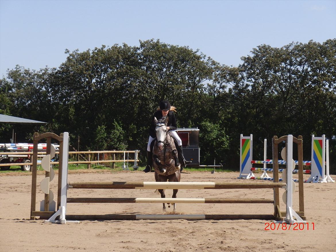 Anden særlig race Olympia <33 *Solgt* billede 7