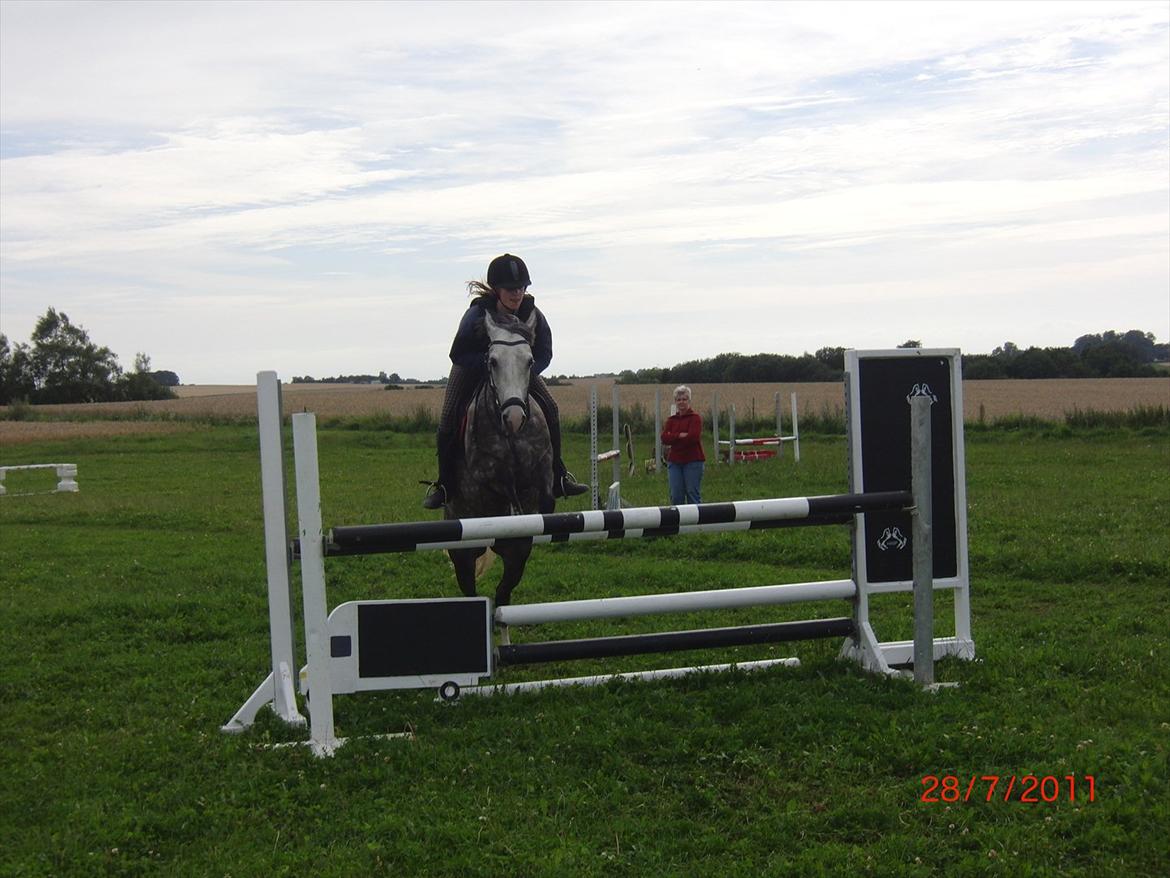 Anden særlig race Olympia <33 *Solgt* billede 8