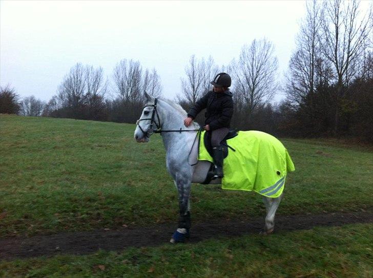 Anden særlig race smallwells sandy sapphire - hihi billede 9