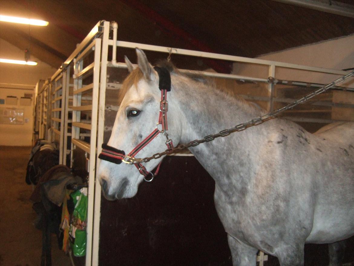 Anden særlig race El. Diego *R.I.P<3 †* - *19- Bassen med på rideskolen for første gang<3 billede 19