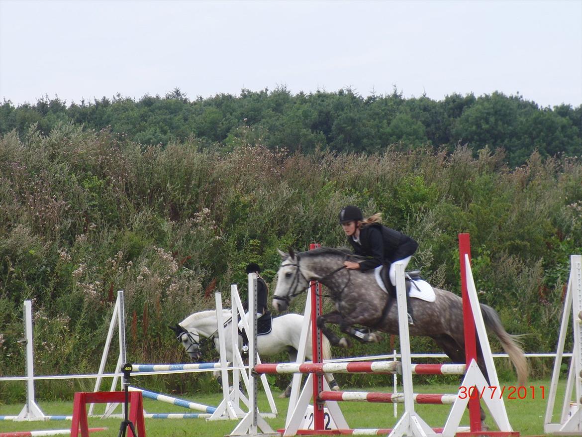 Anden særlig race Olympia <33 *Solgt* billede 9