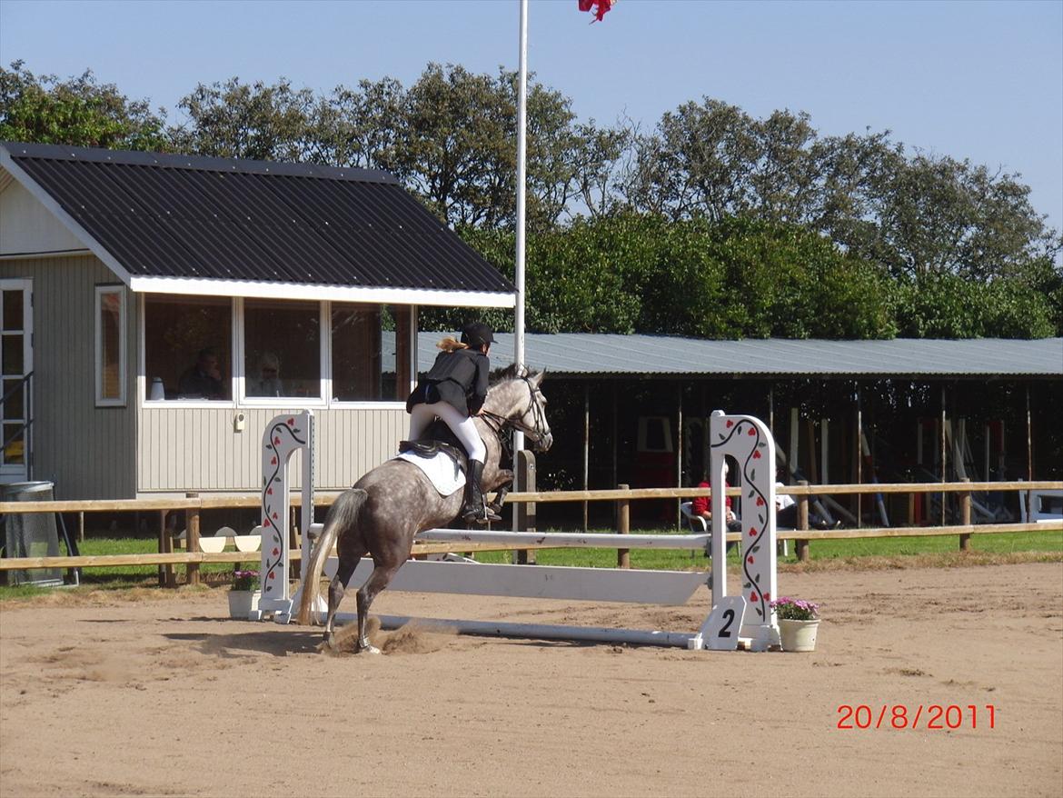 Anden særlig race Olympia <33 *Solgt* billede 12