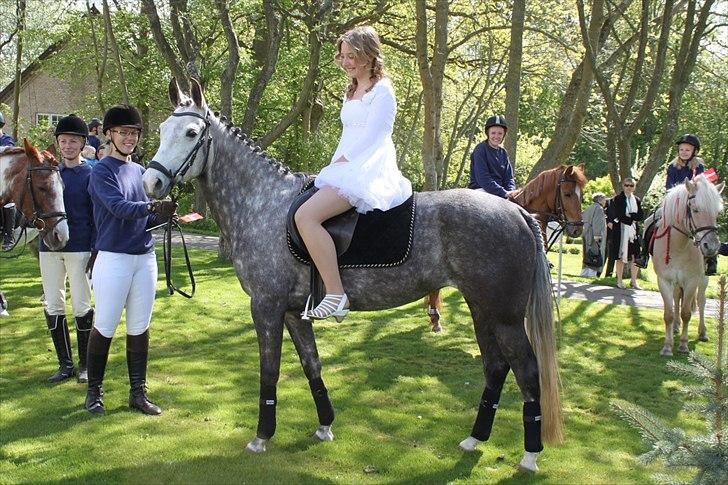 Anden særlig race Olympia <33 *Solgt* billede 13