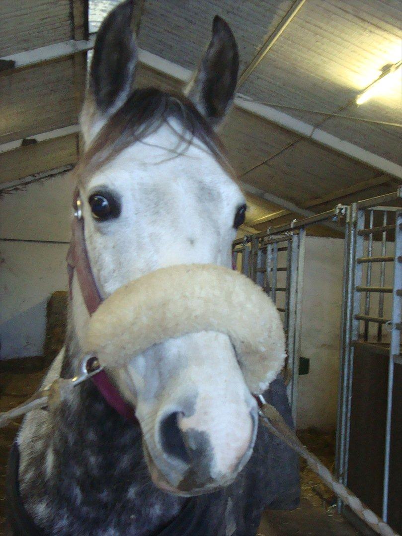 Anden særlig race Olympia <33 *Solgt* billede 14