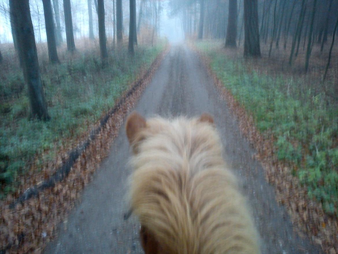 Islænder Draumur fra Grøndalen - 21. nov 2011 - På tågetur i skoven :-)
*Taget med mobil billede 10