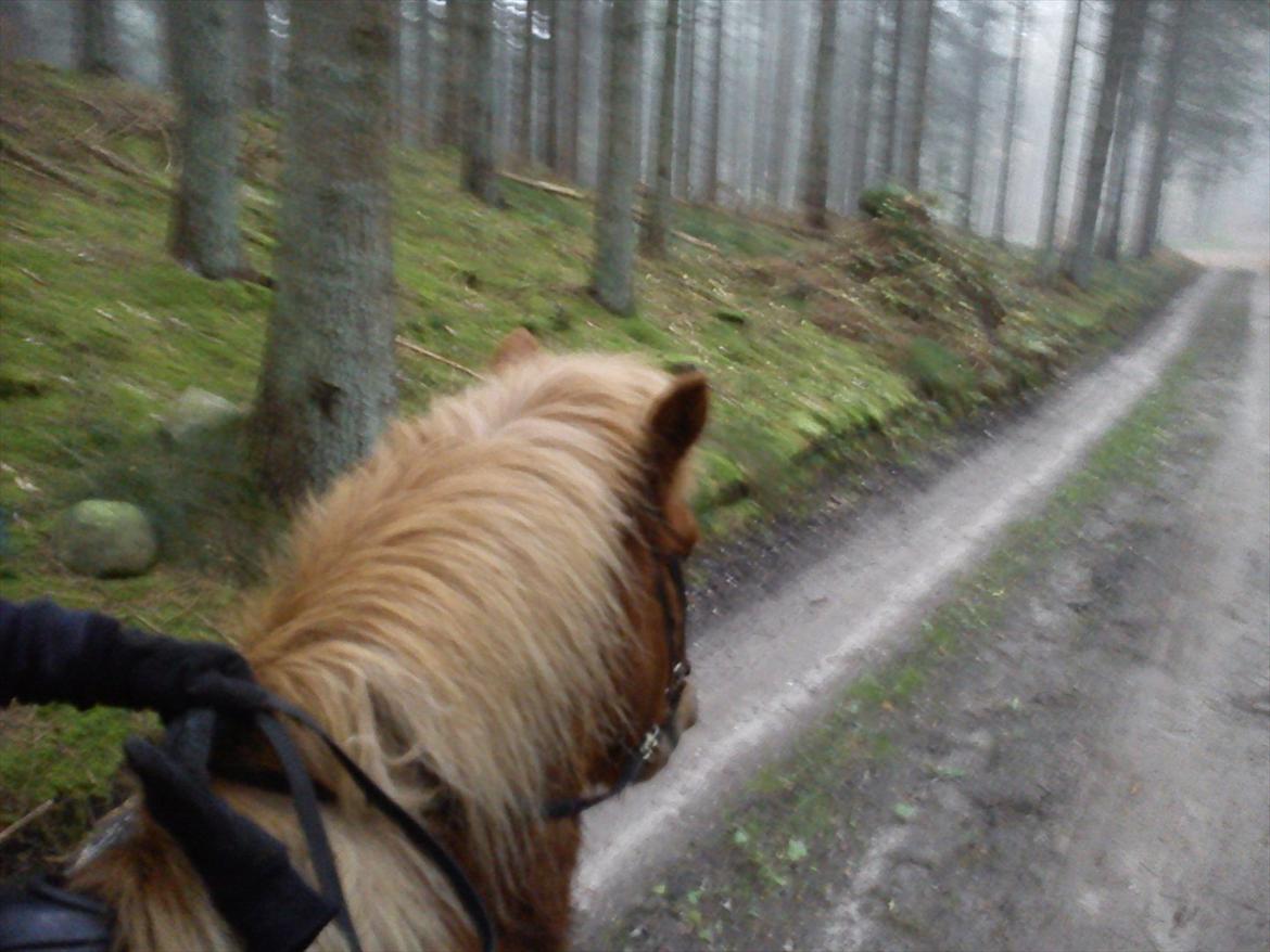 Islænder Draumur fra Grøndalen - 21. nov 2011 - Mig på Draumur! *Taget med mobil billede 11