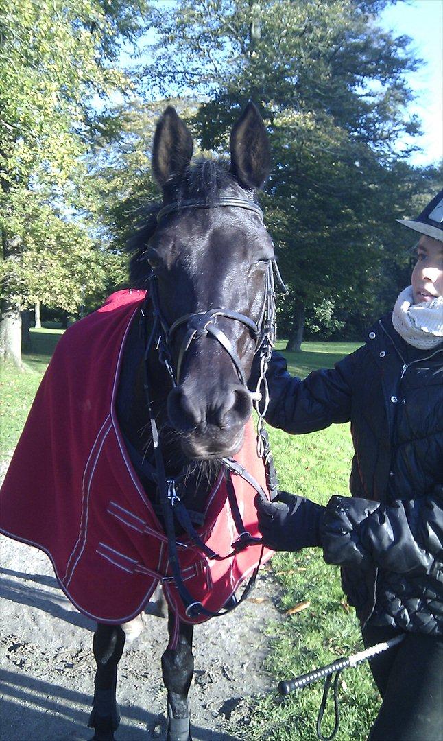 DSP Agerhøjgårds Avance (SOLGT) - Nårgh!! Vance i parken .. Jeg tror hun hygger sig ? <3 foto - Natascha Lindskov billede 15