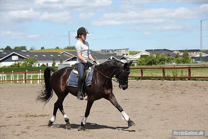 DSP Agerhøjgårds Avance (SOLGT) - Hun kan jo øge ?ö foto - Marikka Godskesen billede 16
