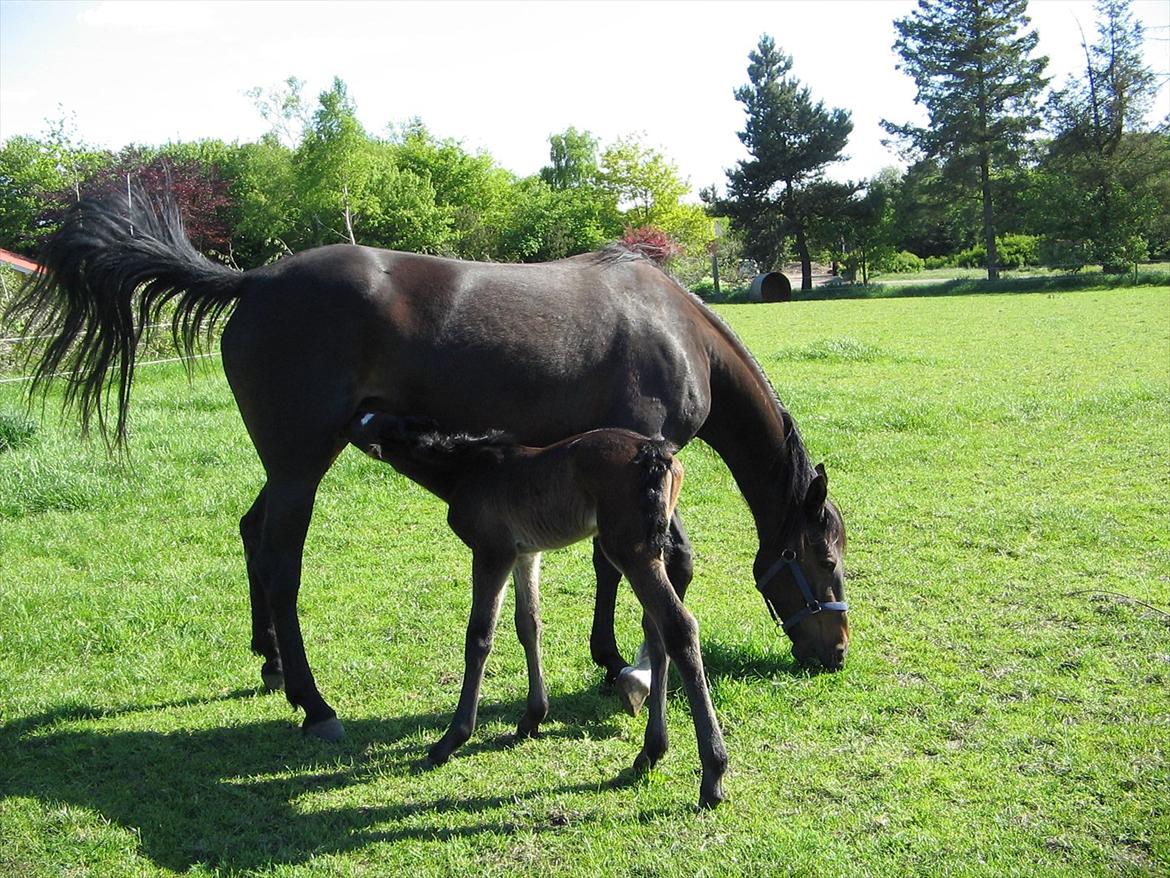 Traver Hurtis - Hurtis med sit første føl:-) billede 2