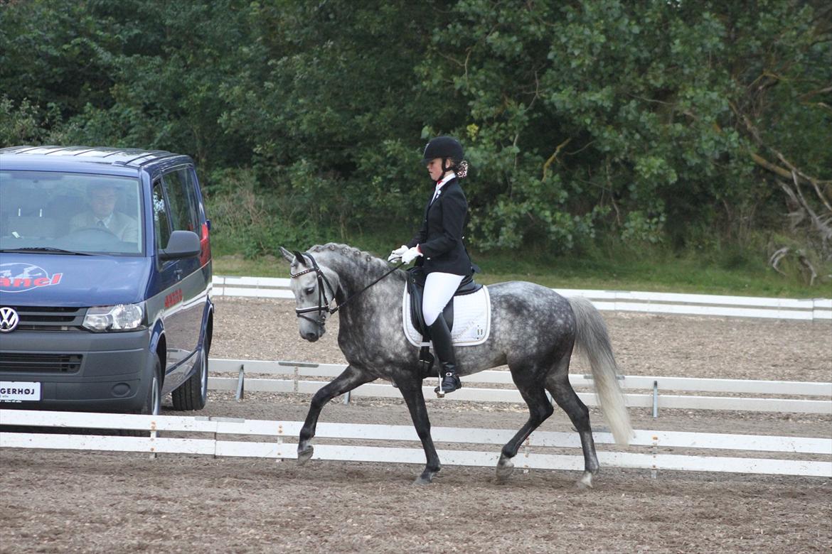Anden særlig race Pegasus (SOLGT) - Hold-dm 2011 i Frederikshavn billede 1
