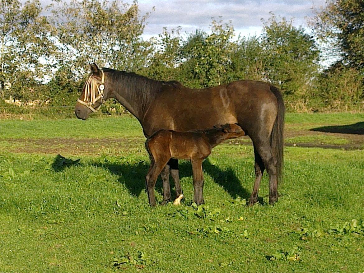 Traver Hurtis - Hurtis andet føl:-)
 billede 3