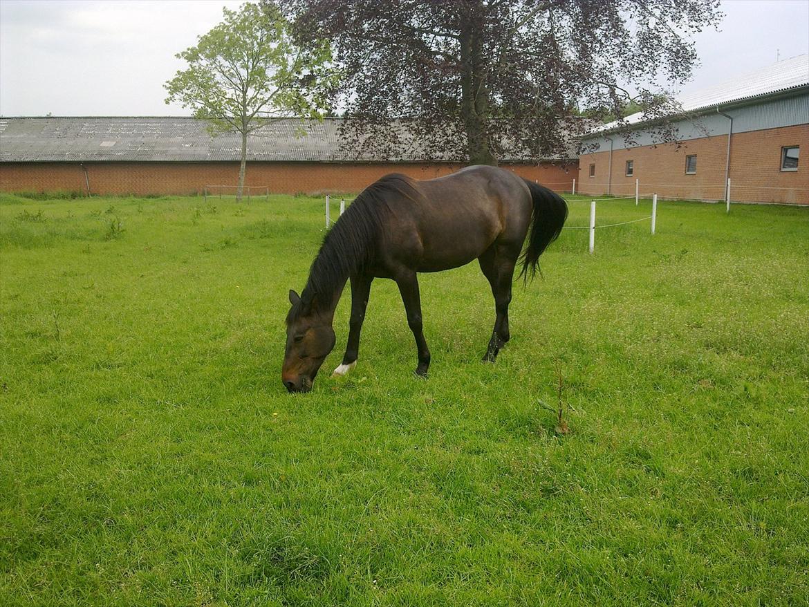 Traver Hurtis billede 5