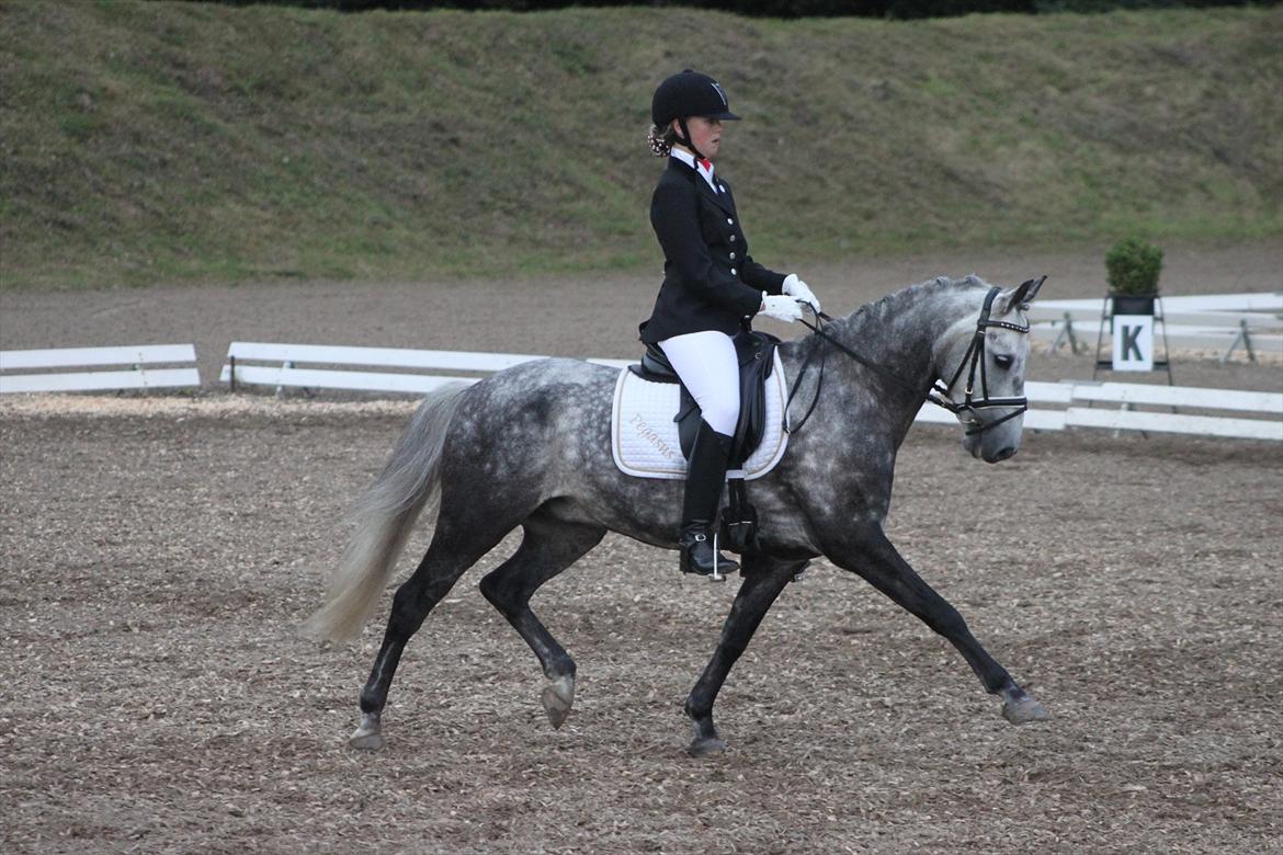 Anden særlig race Pegasus (SOLGT) billede 12