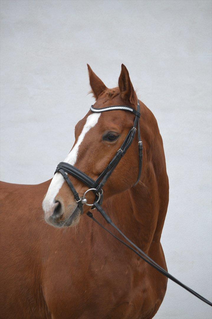 Dansk Varmblod Amber First billede 12